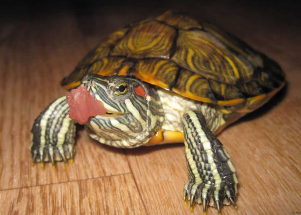 Чем кормить домашнюю черепаху