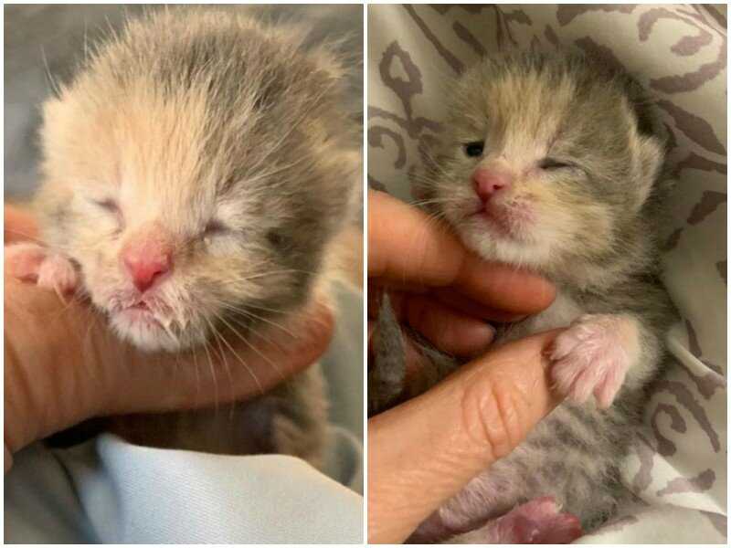 Через сколько глаза открывают котята после рождения