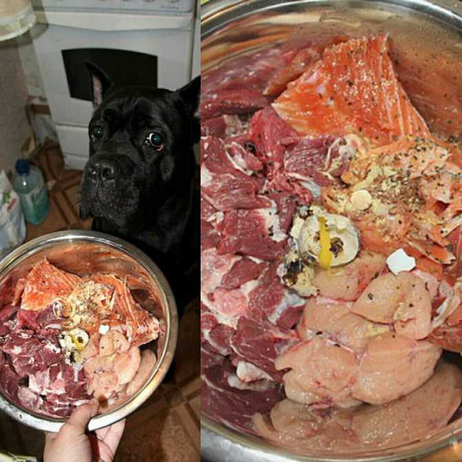 Собаку стерилизовали чем кормить