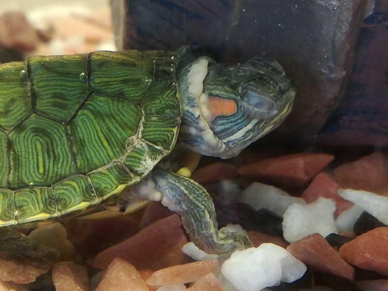 До каких размеров может вырасти красноухая черепаха