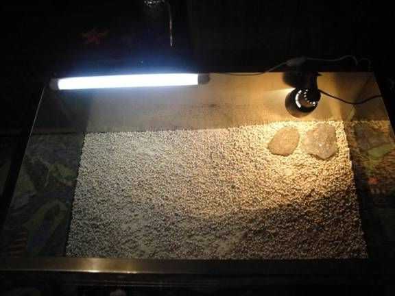 Ультрафиолетовая лампа для черепах: какие приборы подходят для сухопутных и водных рептилий, чем их заменить