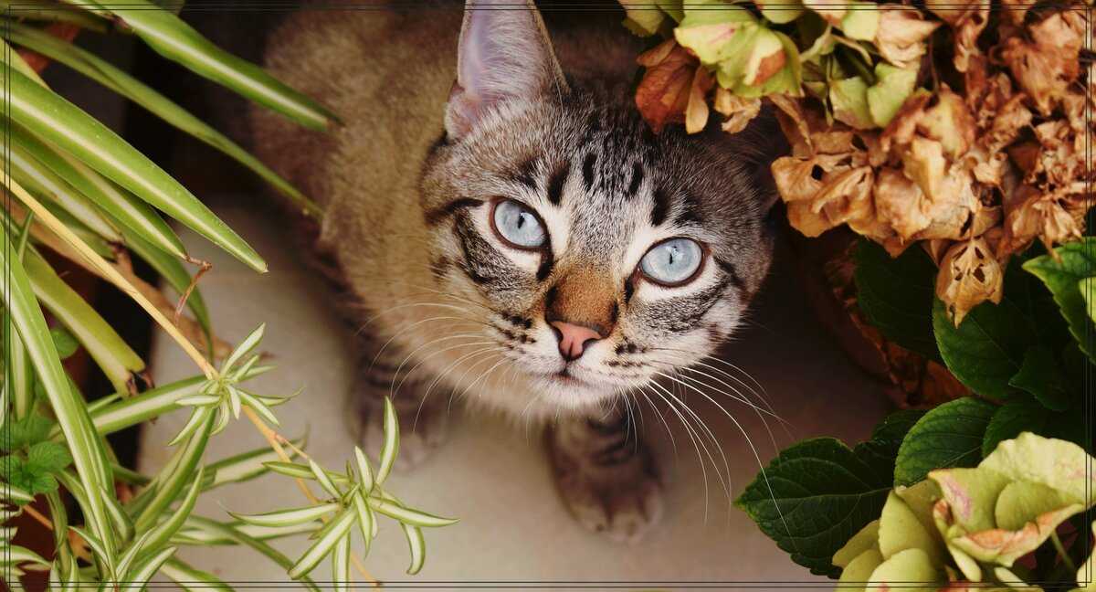 Как защитить комнатные растения от кошек, а кошек от них