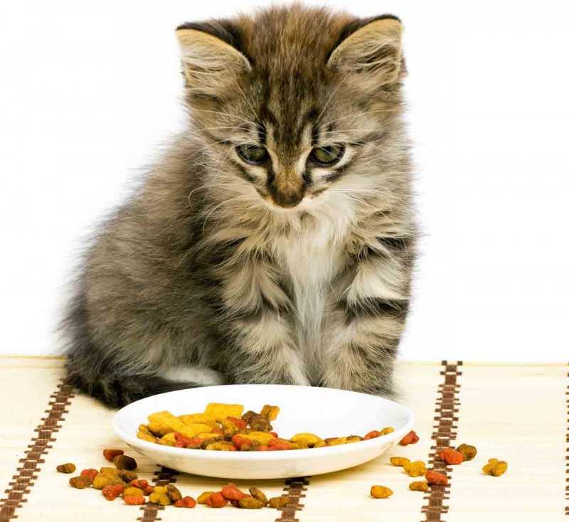 Можно ли кормить котенка взрослым кормом: чем отличается состав, рекомендации ветеринаров