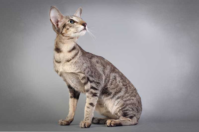 Кошка серенгети: описание породы и особенности характера