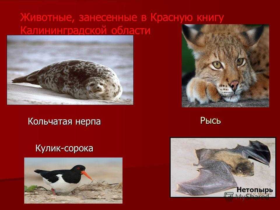 Какие животные занесены в красную книгу россии — список редких видов, фото и характеристика