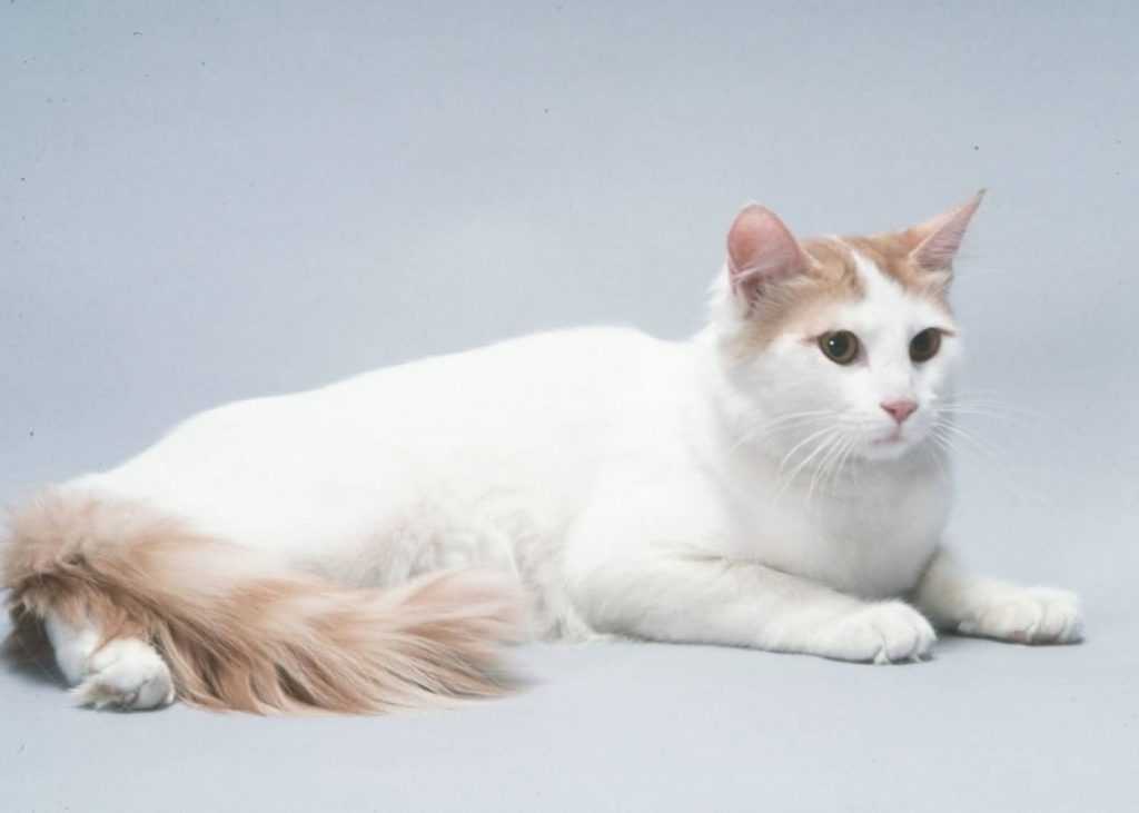 Турецкий ван (55 фото): описание кошек ванской породы. особенности котов белого, рыжего и другого окраса. характер котят
