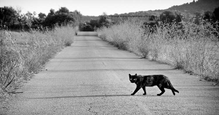 Что значит, если черная кошка перебежала дорогу
