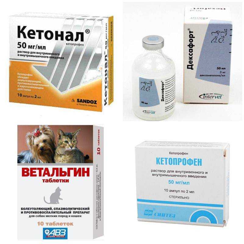 Дирофен для собак: дозировка медикамента, формы выпуска, основания для ветеринарного назначения - kupipet.ru