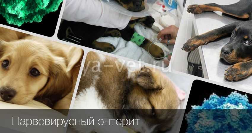 Коронавирусный энтерит у собак -  лечение, признаки и симптомы. профилактика короновируса у собак  в москве. ветеринарная клиника "зоостатус"