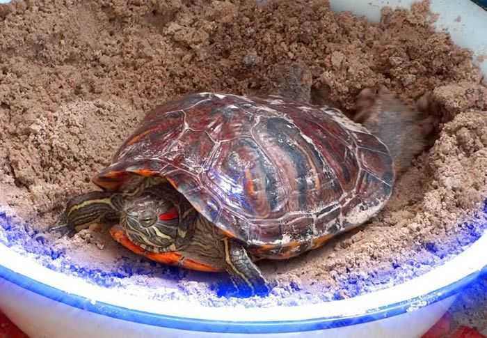 Как спариваются черепахи в домашних условиях
