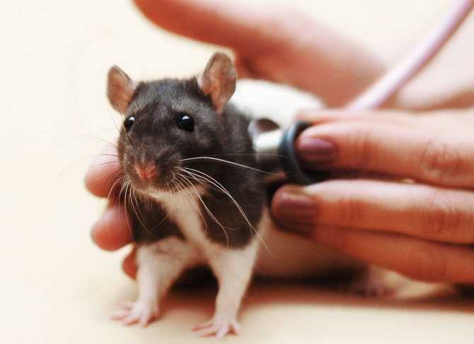 Биологи погрузили мышей и крыс в «зимнюю спячку». на очереди люди?