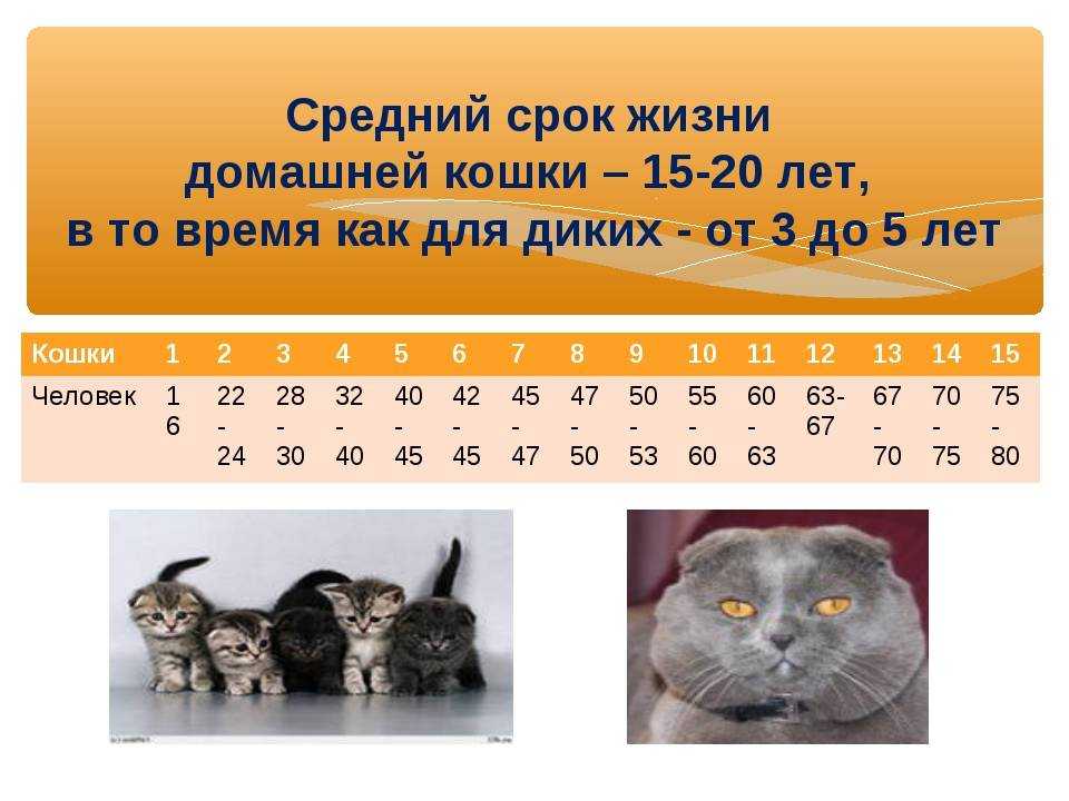 Сколько живут коты и кошки: продолжительность жизни в домашних условиях и на улице, средний возраст породистых и обычных кошек, как добиться долголетия животного
