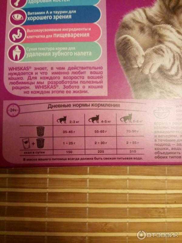 Как и чем кормить котят в 2 недели: способы, правила и режим кормления, смеси и заменители молока