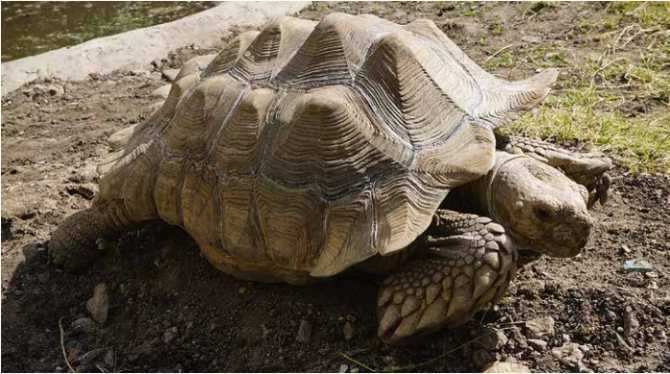 Харриет (черепаха) - harriet (tortoise) - abcdef.wiki