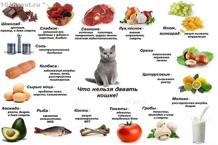 Как кормить кота натуральной едой: готовим коту сами