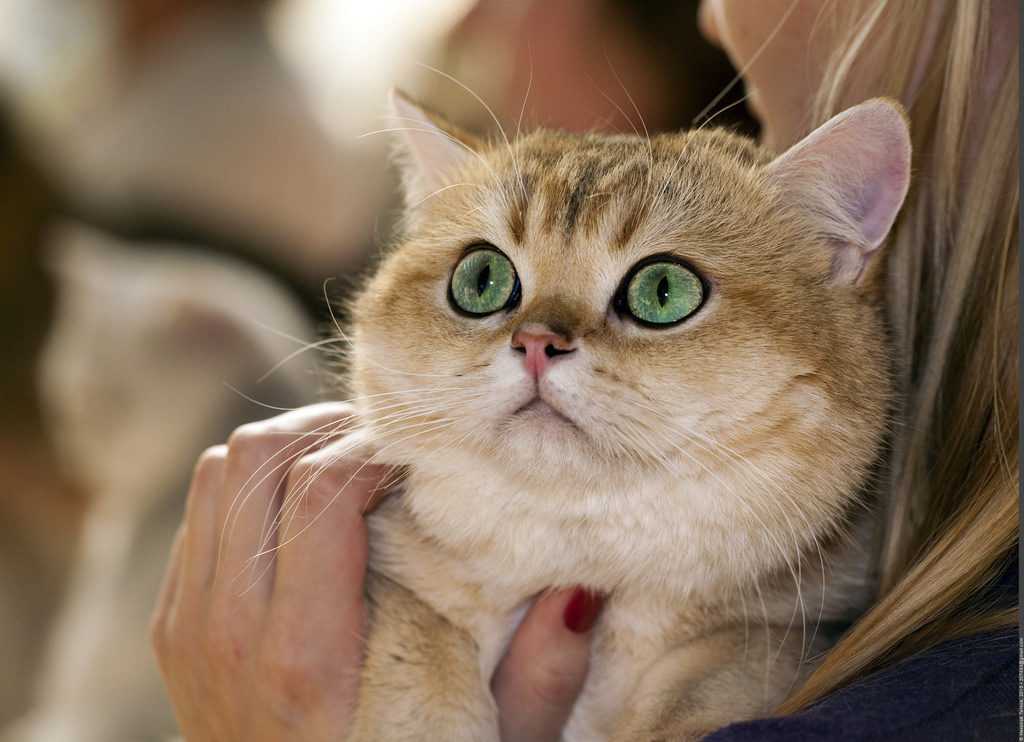 Какие породы кошек наиболее популярны в России и в мире Смотрите названия популярных пород и фотографии кошек с кратким описанием.
