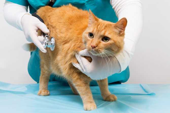 Непроходимость кишечника, запор и понос у кошек — что делать?