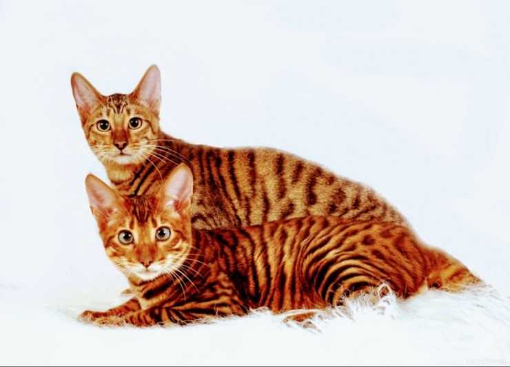 Тойгер — описание породы кошек