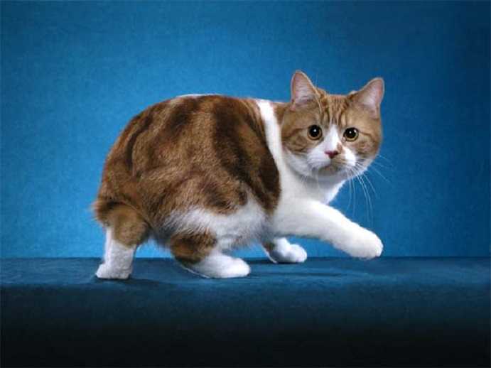 Мэнкс (мэнская кошка): описание породы, характер, советы по содержанию и уходу, фото