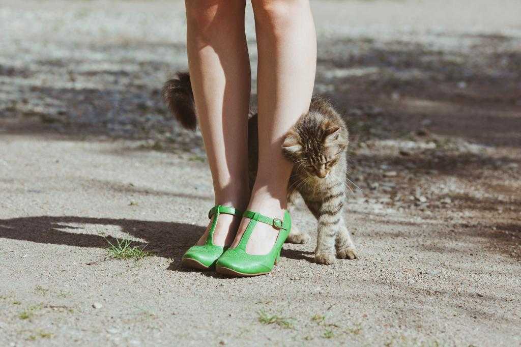Почему кошки трутся об ноги хозяина. что это означает?