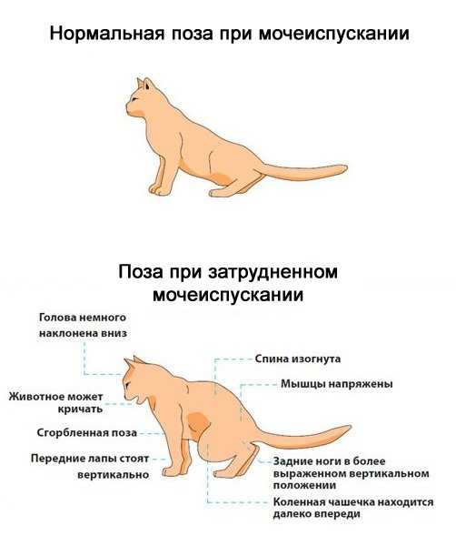 Гепатит у кота