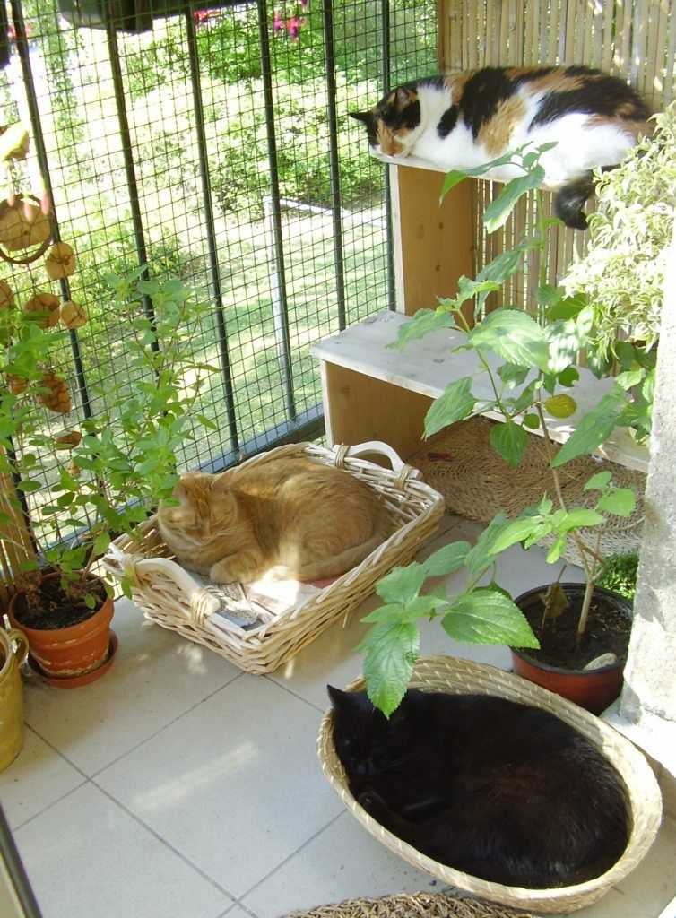 Ядовитые растения для кошек: полный список