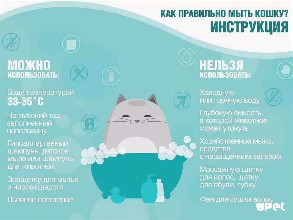 Мытье кошек и котят. температура воды для купания котов и кошек