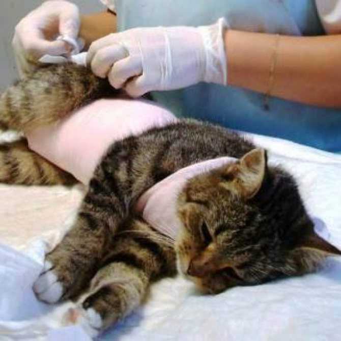 Кастрация кота в ветеринарной клинике.