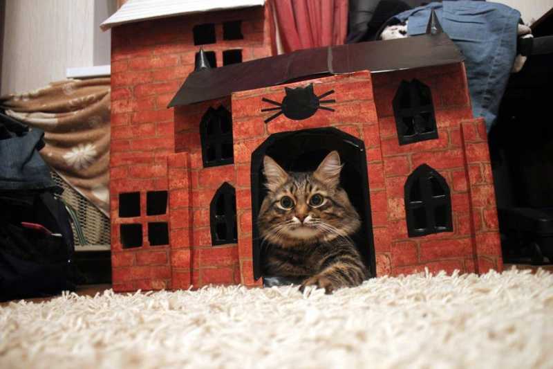 Кошкин дом домашний. Домик для кошек. Кошкин домик. Стильные домики для кошек. Уличный домик для кошки.