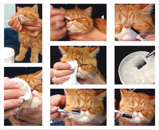 Как ухаживать за котенком и взрослой кошкой? как правильно чистить уши кошке в домашних условиях? правила ухода за котами разных пород