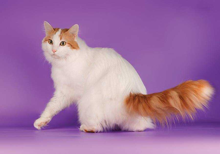 Турецкий ван: 5 поразительных вещей, которые следует знать про эту породу кошек ~ коточек
