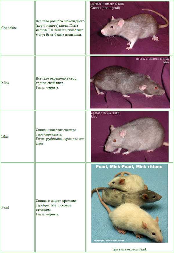 Лысая крыса сфинкс: все о декоративной породе грызунов без шерсти