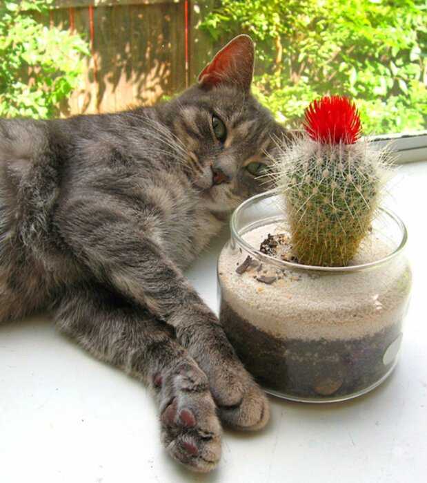 Что делать если кошка есть цветы?