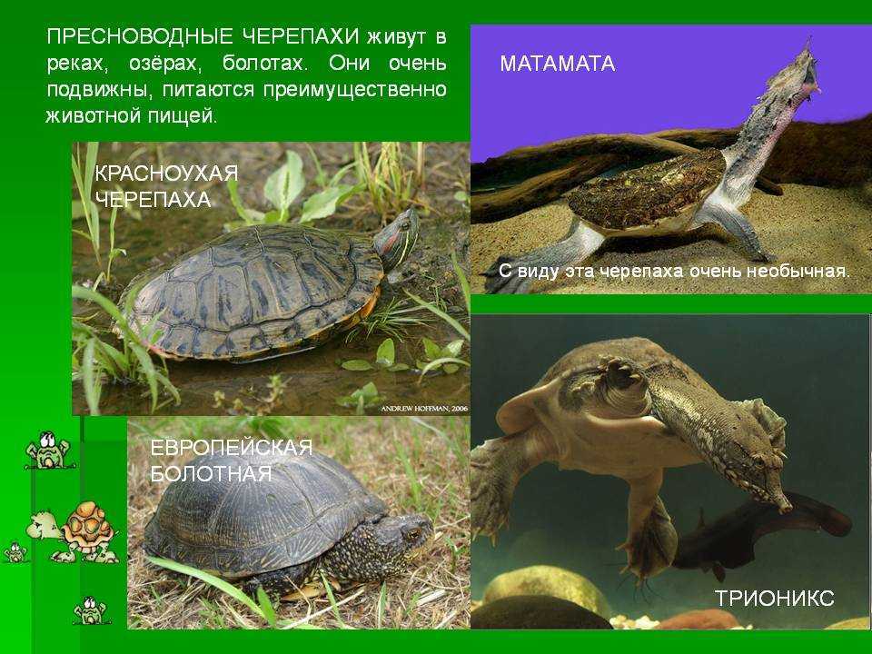 Какие виды черепах с фото, проживающие на территории России, попали в Красную Книгу. Какие еще виды с фото морских, пресноводных и сухопутных черепах занесены в Красную Книгу.