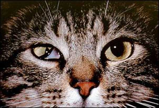 Синдром хорнера у кошек - причины и лечение | прохвост