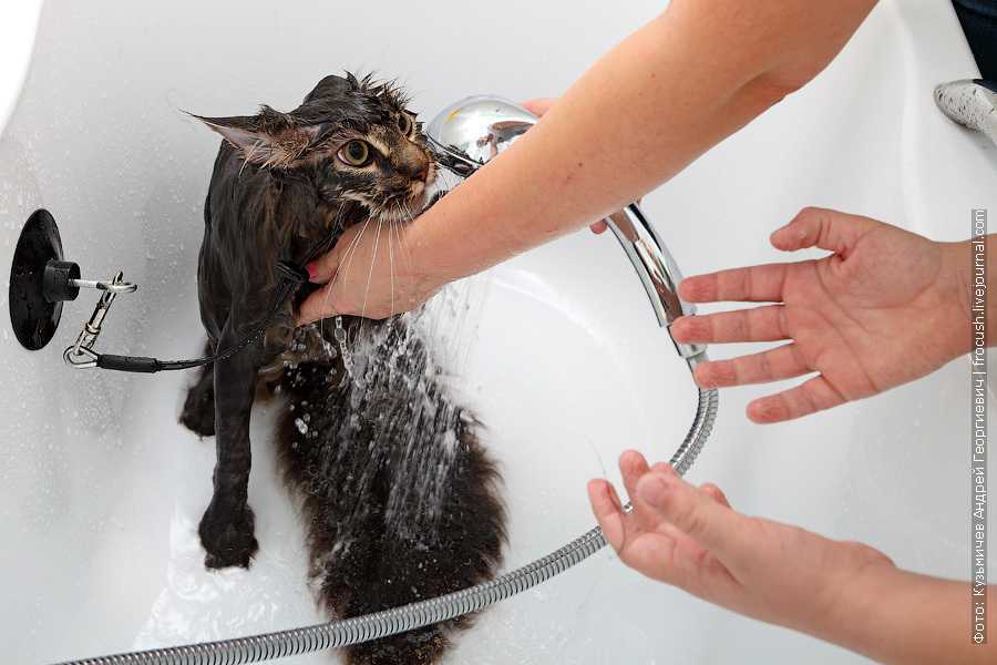 Как помыть домашнюю кошку, если она боится воды: причины неприязни к водным процедурам, как правильно купать кота