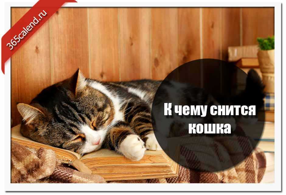 Сонник котята: к чему снятся маленькие котята — pet-mir.ru