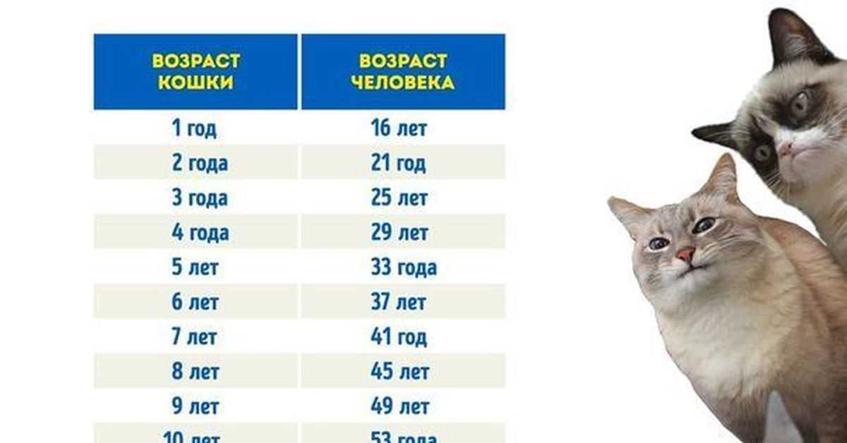 Соотношение возраста кошки и человека