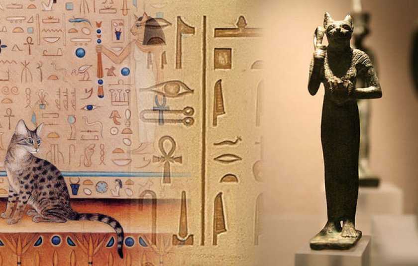 Египетская кошка богиня: история и культ кошек в египте