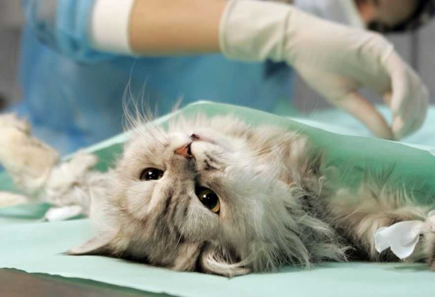 Как ведет и чувствует себя кошка после стерилизации