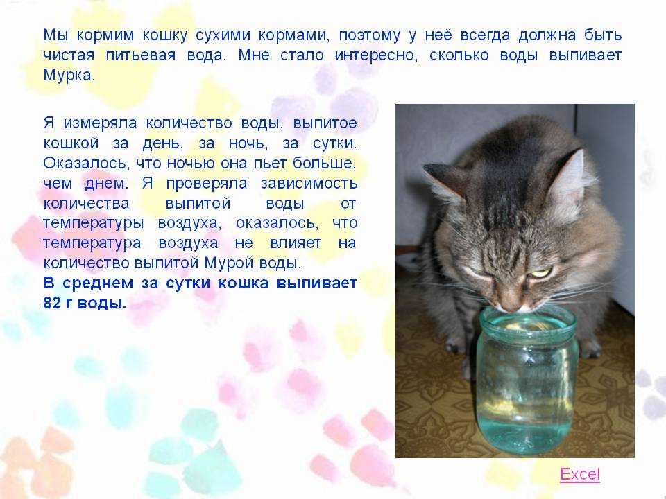 Сколько воды за день должен выпивать кот и что делать, если он пьет больше или меньше указанной нормы, сколько кот проживет без воды