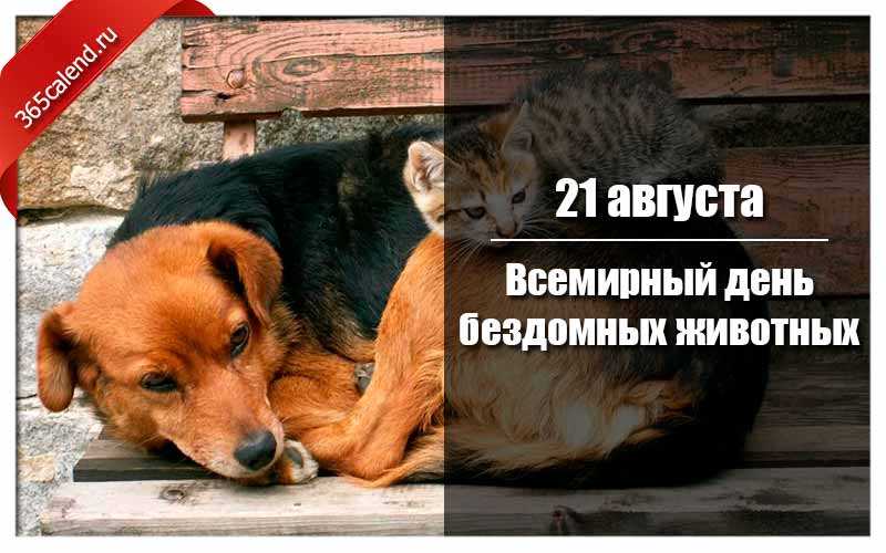 Когда отмечают день кошек в 2019 году в россии: дата праздника и история