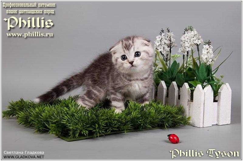 Шотландская вислоухая кошка (скоттиш фолд) – фото, описание, характер, цена