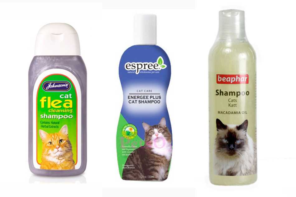 Сколько раз мыть кошку противогрибковым шампунем?