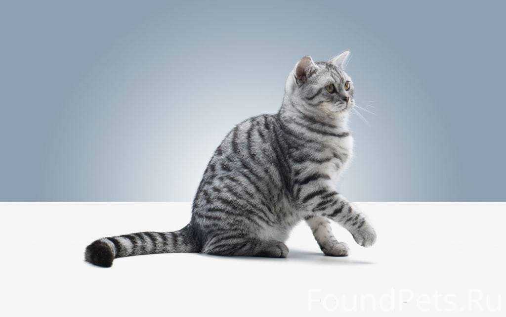 Порода кошек вискас. Кот вискас порода. Вискас серый кот. Кот из рекламы вискас порода. Британец вискас.