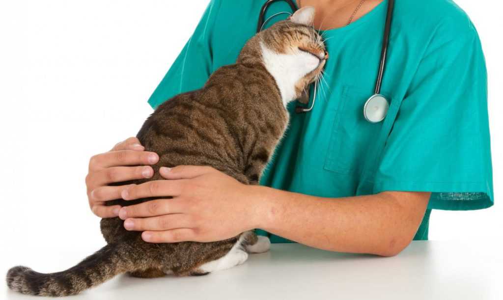 Что такое хроническая диарея кошек и методы ее леченияветлечебница рос-вет