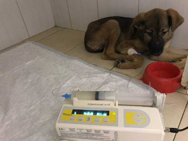 Бруцеллез собак -  симптомы и лечение в москве. ветеринарная клиника "зоостатус"
