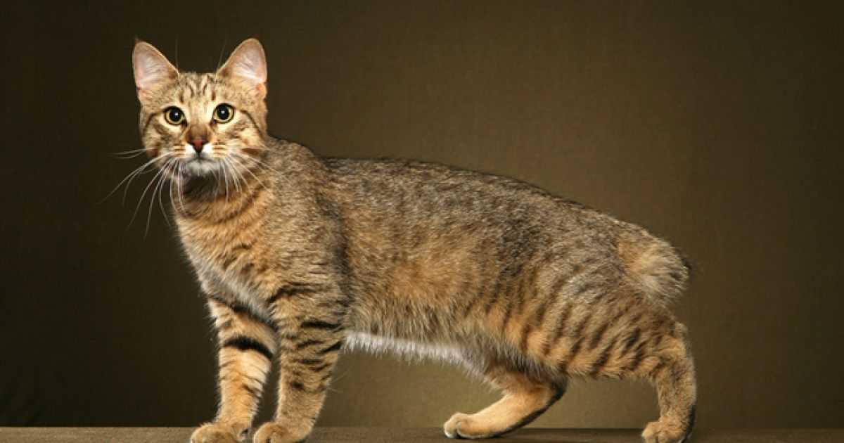 Пиксибоб (43 фото): описание породы кошек. особенности питания котят. вес взрослого кота