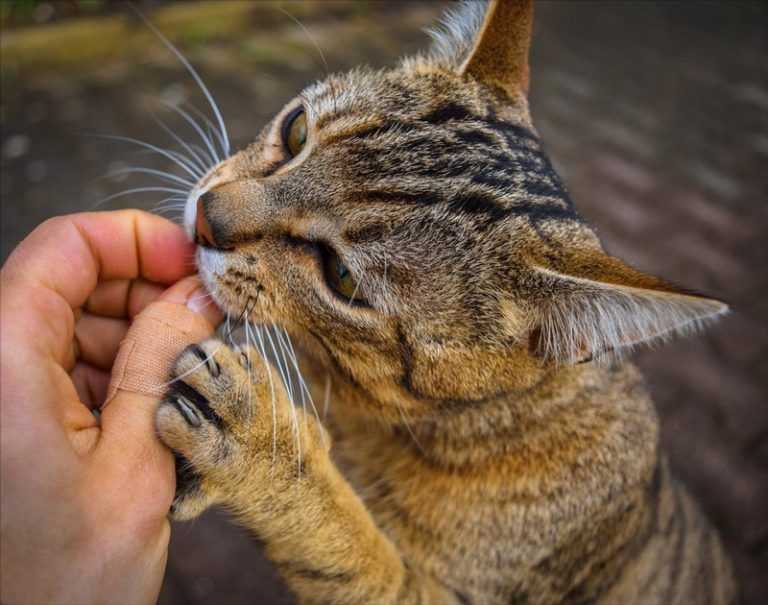 Почему когда гладишь кошку, она норовит укусить за руку - причины, по которым коты могут кусать своих хозяев при попытке приласкать их