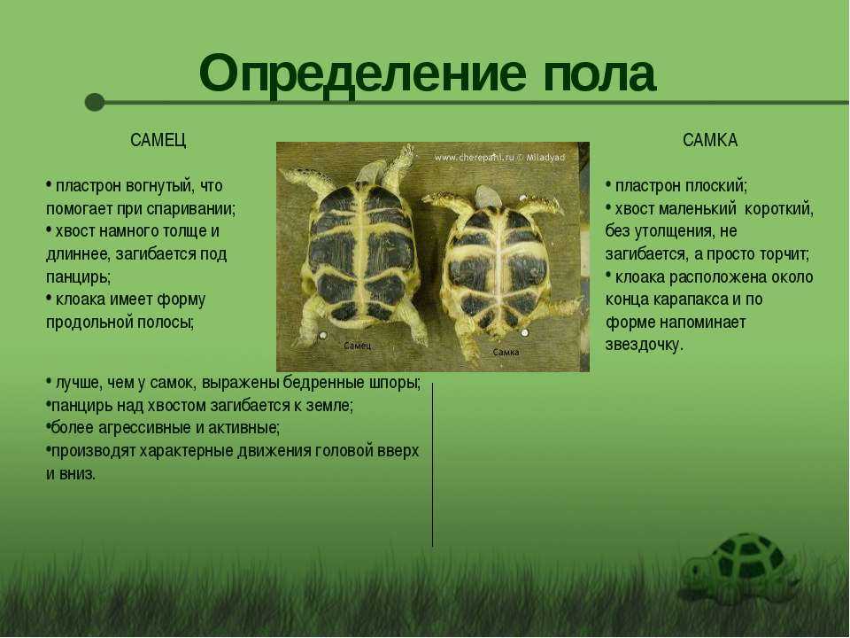 Черепаха среднеазиатская сухопутная - содержание и уход в домашних условиях